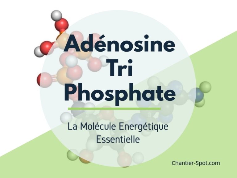 Adénosine Tri Phosphate